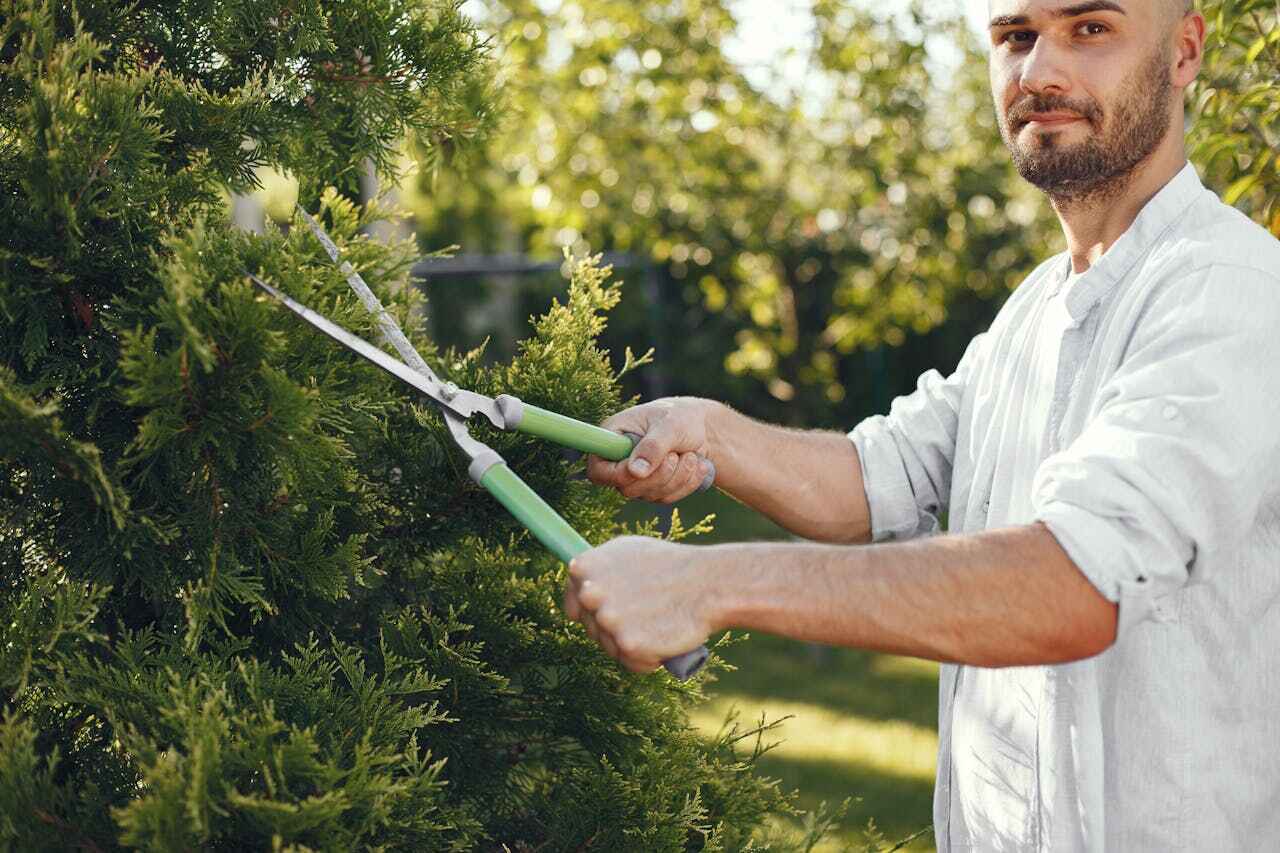 Dead Tree Removal in Ludington, MI